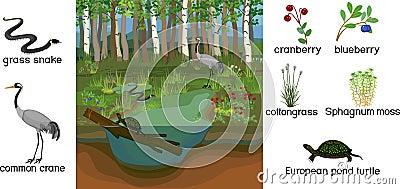 Ecosystem of swamp. Different swamp inhabitants with title: animals and plants Vector Illustration